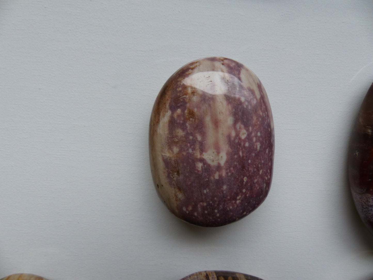 Petrified Wood Palm Stone (#2)