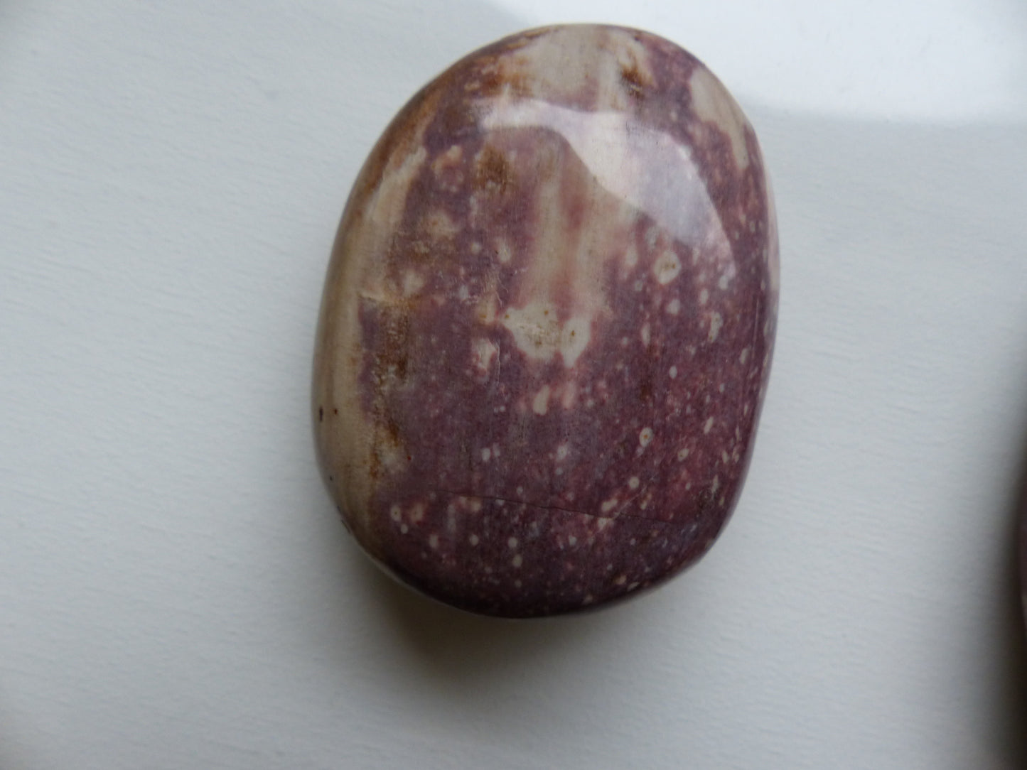 Petrified Wood Palm Stone (#2)