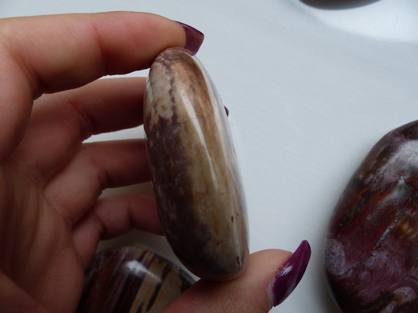 Petrified Wood Palm Stone (#2)