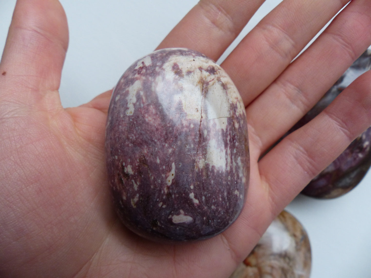 Petrified Wood Palm Stone (#2)