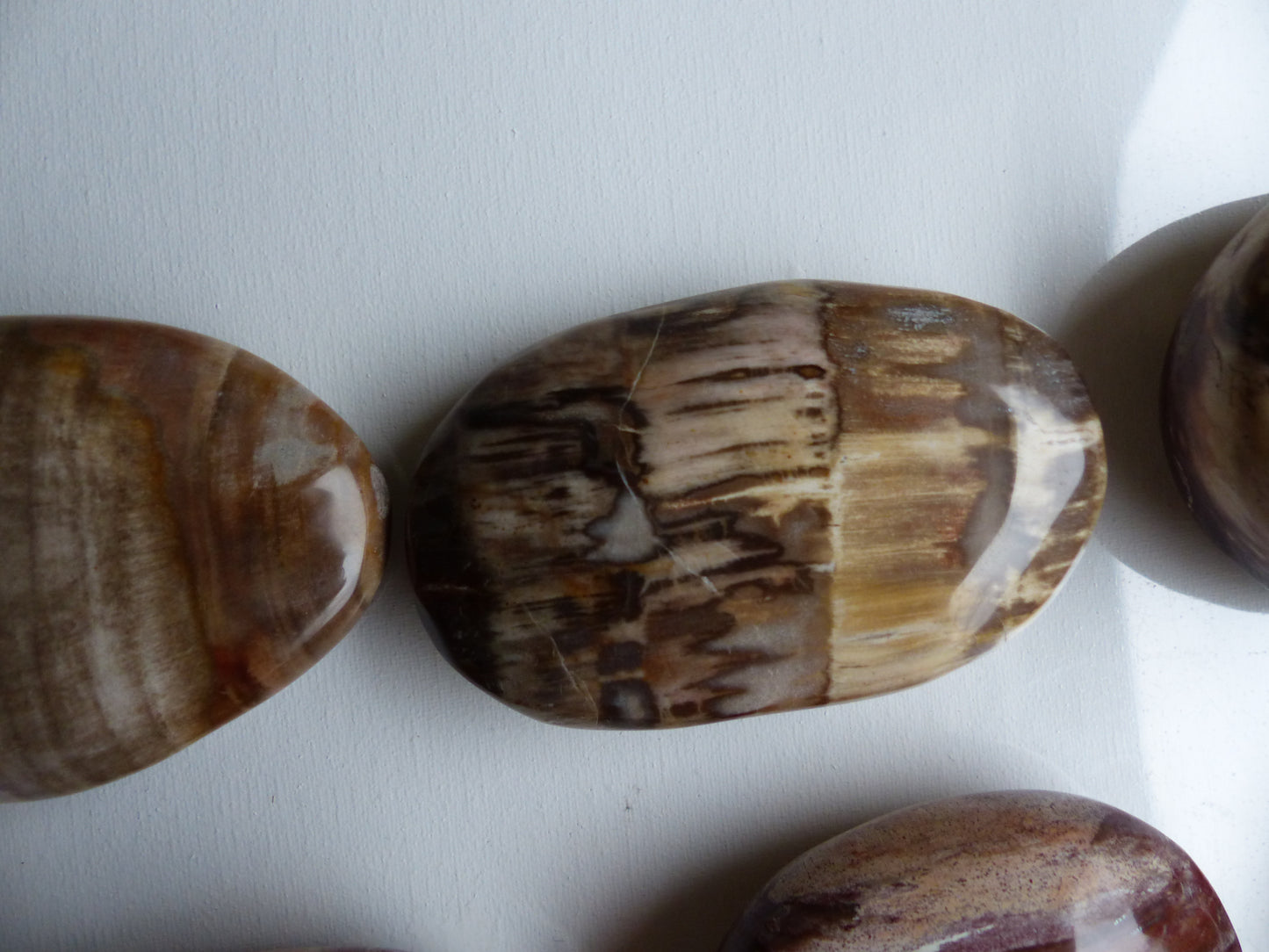 Petrified Wood Palm Stone (#4)