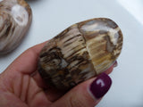 Petrified Wood Palm Stone (#4)