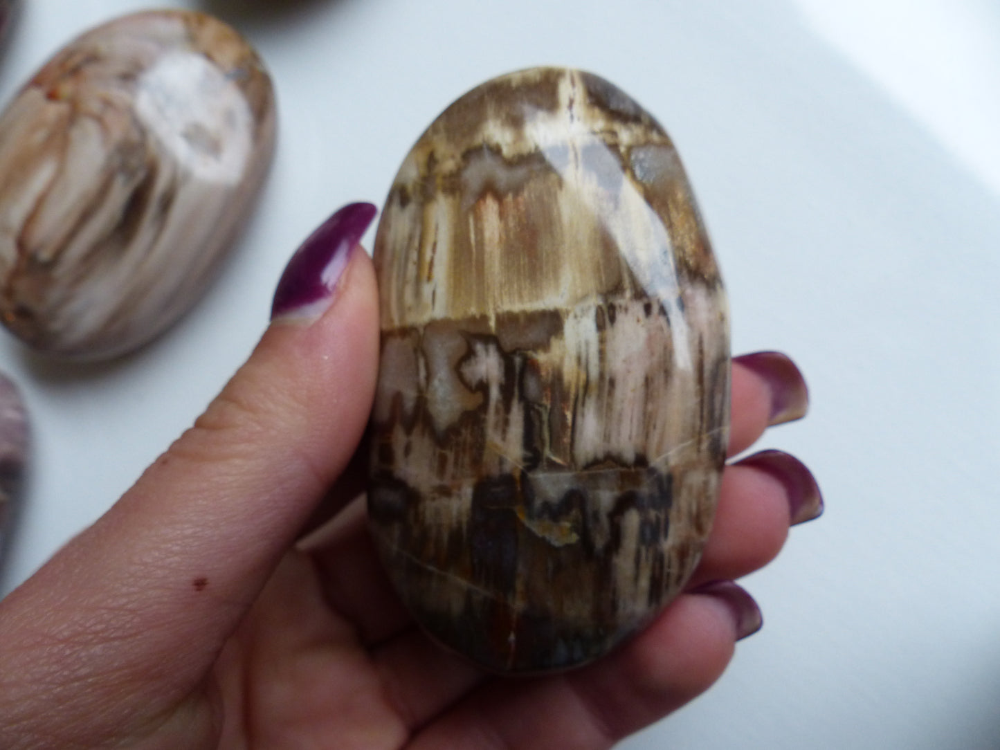Petrified Wood Palm Stone (#4)