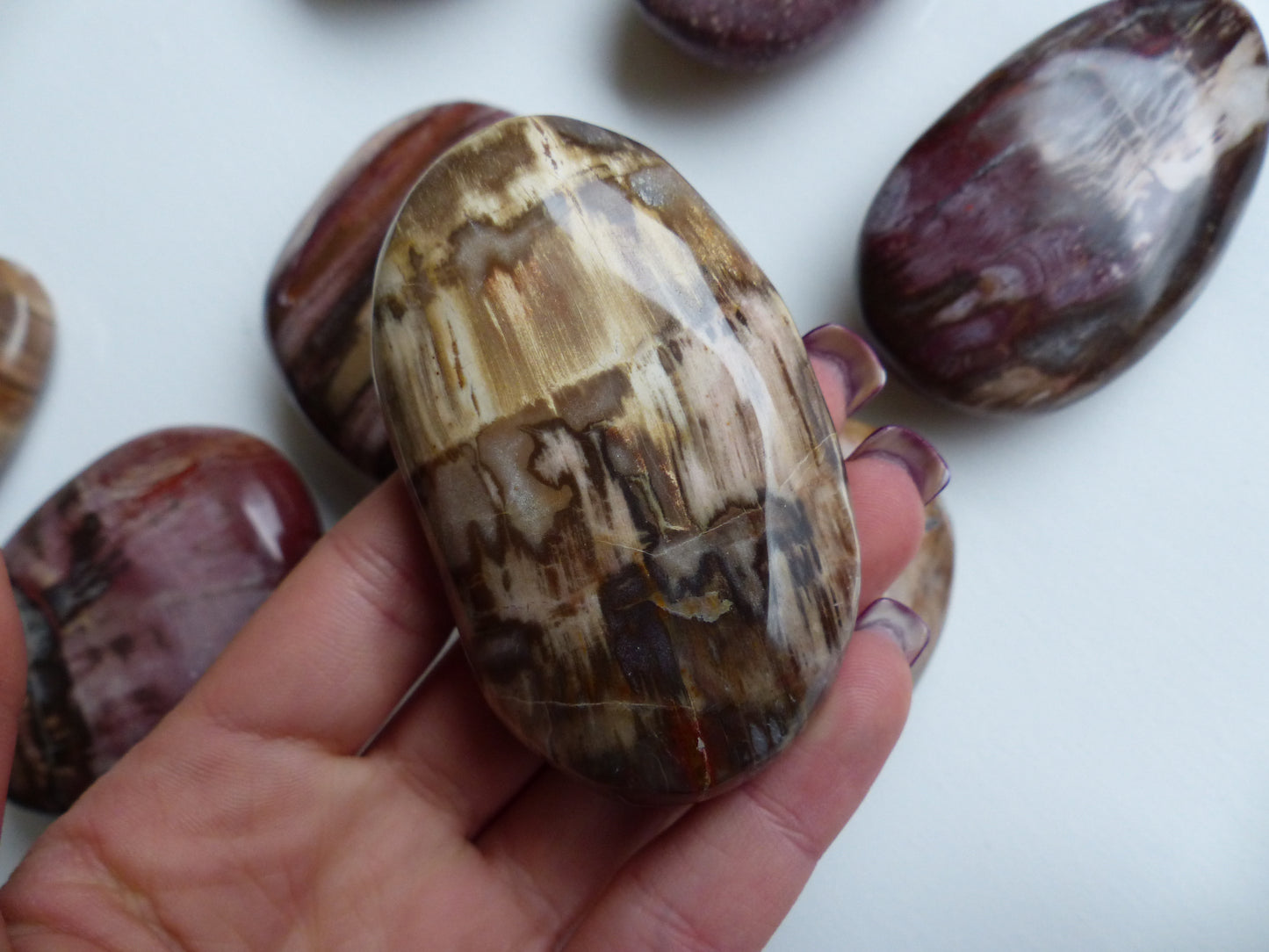 Petrified Wood Palm Stone (#4)