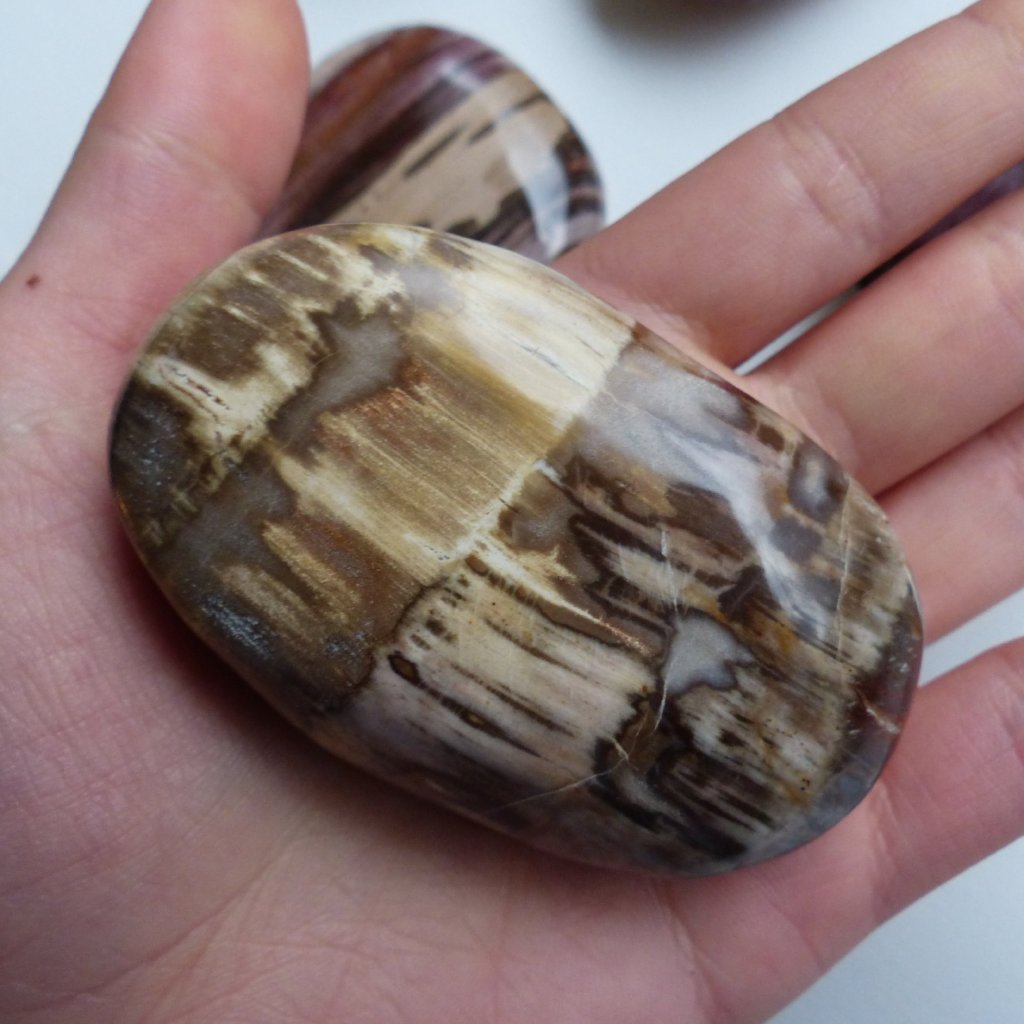 Petrified Wood Palm Stone (#4)