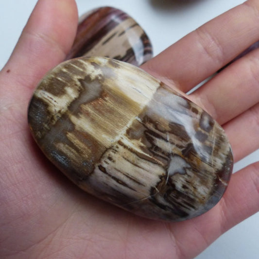 Petrified Wood Palm Stone (#4)