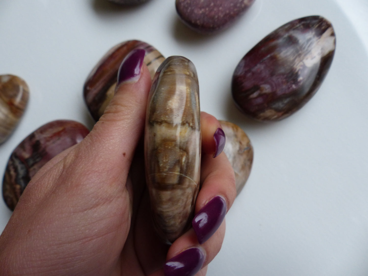 Petrified Wood Palm Stone (#4)