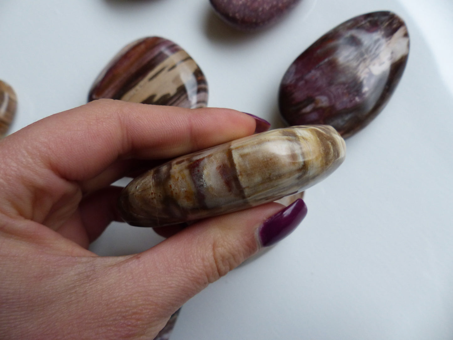 Petrified Wood Palm Stone (#4)