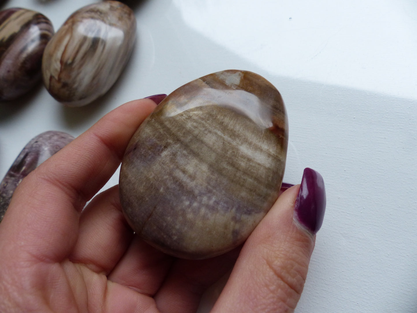 Petrified Wood Palm Stone (#7)