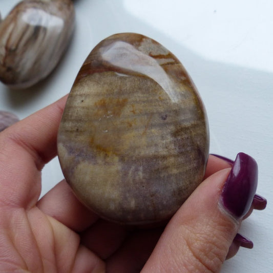 Petrified Wood Palm Stone (#7)