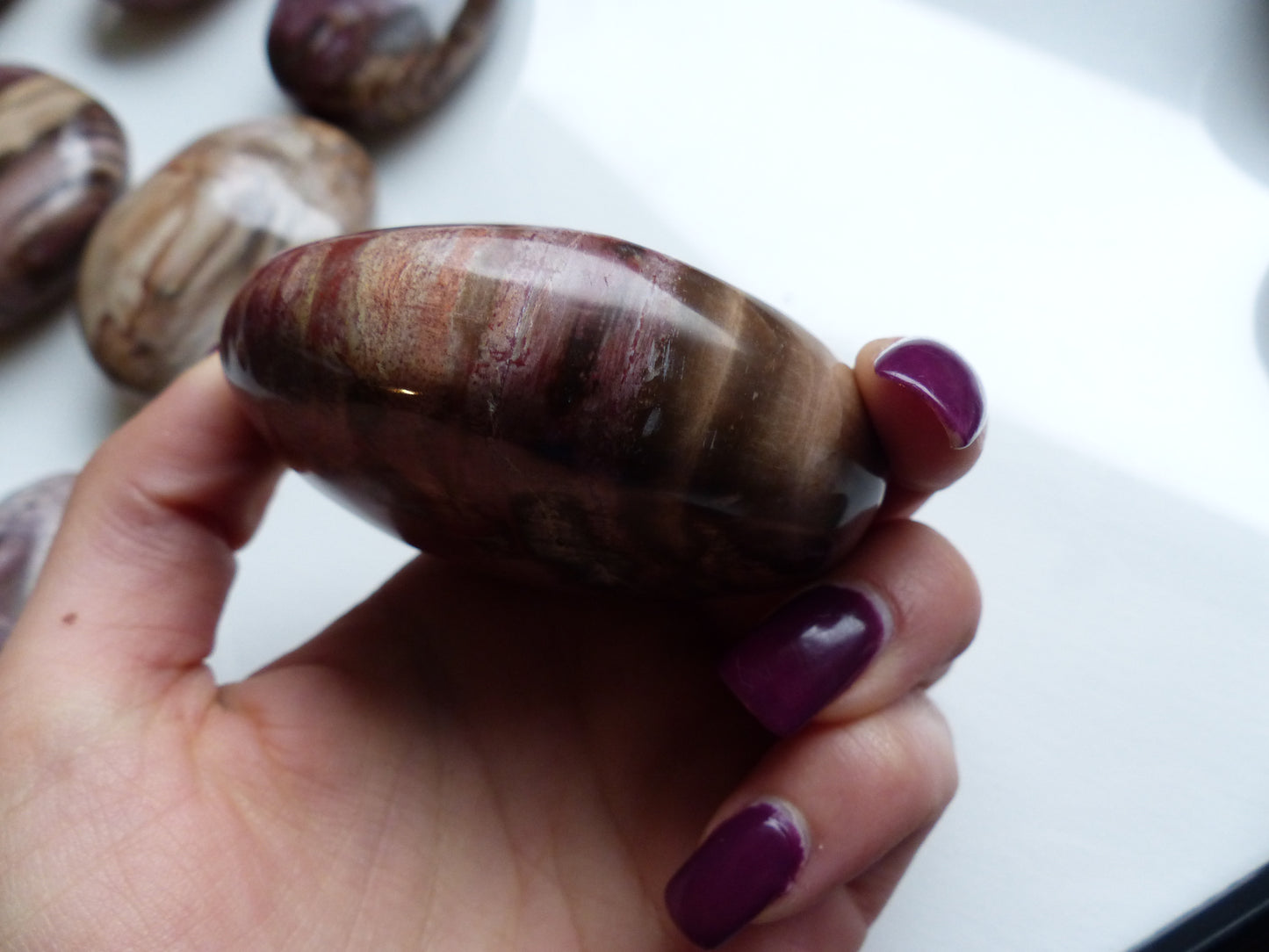 Petrified Wood Palm Stone (#9)