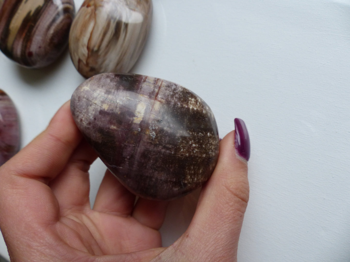 Petrified Wood Palm Stone (#9)
