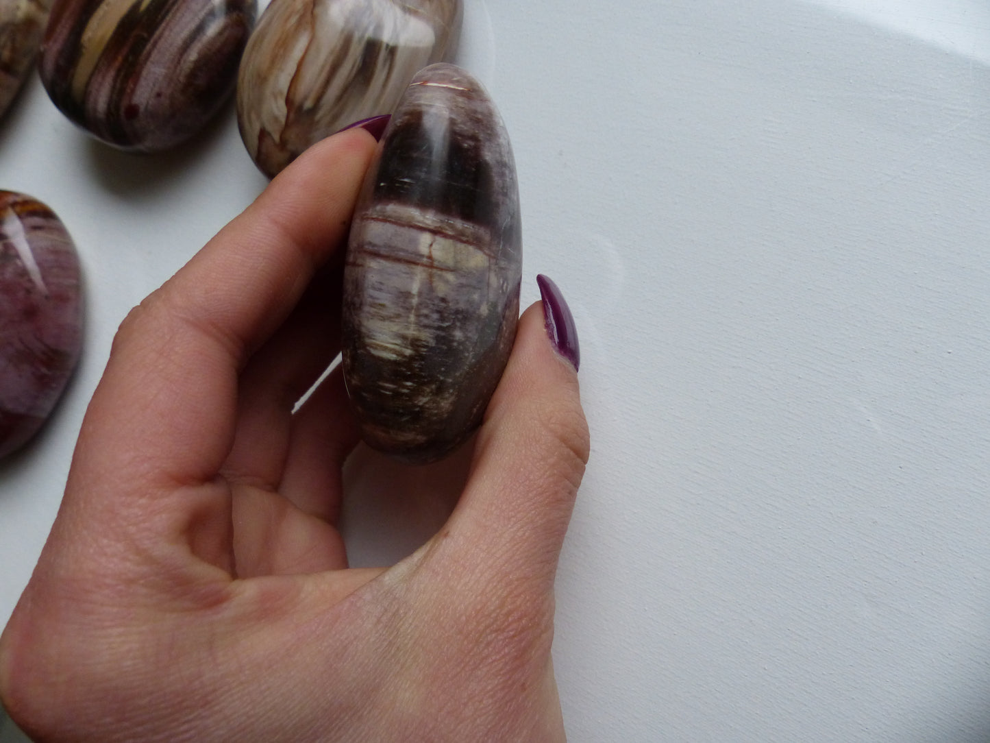 Petrified Wood Palm Stone (#9)