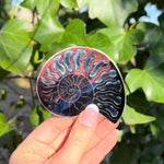 Ammonite Sticker - Simply Affinity
