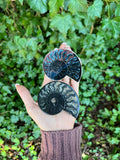 Ammonite Sticker - Simply Affinity